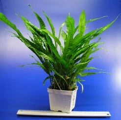 MUTTERPFLANZE Javafarn / Microsorum Pteropus