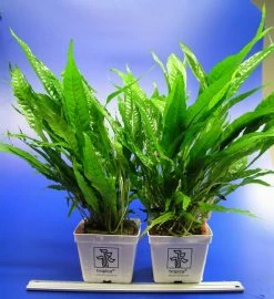 MUTTERPFLANZE Javafarn / Microsorum Pteropus -Garten & Außenbereich T11950ST 1 3