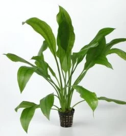 Schmalblättrige Amazonas-Schwertpflanze / Echinodorus Amazonicus