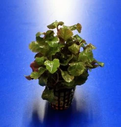 Gewellte Kardinalslobelie / Lobelia Cardinalis Wavy Im Topf