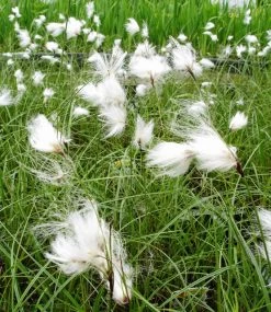 Schmallblättriges Wollgras / Eriophorum Angustifolium Im 9x9 Cm Topf