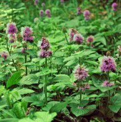 Wasserminze / Mentha Aquatica Im 9x9 Cm Topf