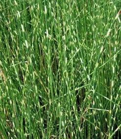 Zebrasimse / Scirpus Tabernaemontani Zebrinus Im 9x9 Cm Topf