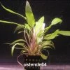 Gewellter Wasserkelch / Cryptocoryne Undulata -Garten & Außenbereich T223OK 1 1