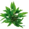 Grüner Wasserkelch / Cryptocoryne Wendtii Grün