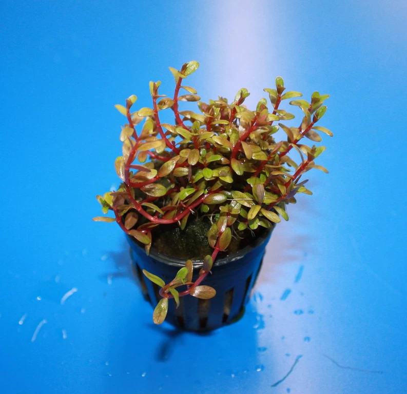 RARITÄT Farbige Rotala / Rotala Sp. 'Colorata' 3 RARITÄT Farbige Rotala / Rotala Sp. 'Colorata'