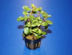 Kleine Cognac Pflanze / Ammania Senegalensis (Ammannia)