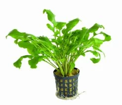 Wassermeerrettich / Rorippa Aquatica (Armoracia)