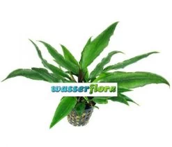 Thwaites' Lagenandra / Lagenandra Thwaitesii