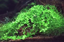 Monte-Carlo Zwergperlkraut / Micranthemum Spec. 'Monte Carlo' -Garten & Außenbereich T319SG 1 6