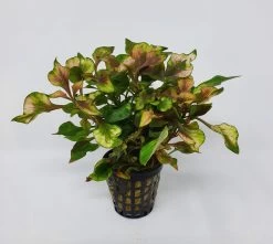 Buntblättriges Papageienblatt / Alternanthera Bettzickiana Var. Versicolor