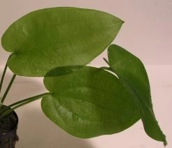 Schlüters Schwertpflanze / Echinodorus Schlueteri -Garten & Außenbereich T425OK 1 3