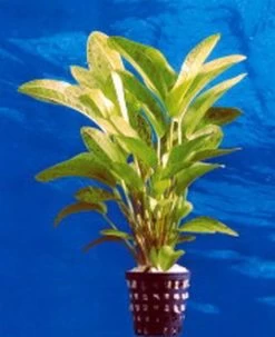 Dennerle Echinodorus Tornado - Dschungelstar Nr. 14