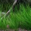 Nadelsimse / Eleocharis Acicularis Im Topf