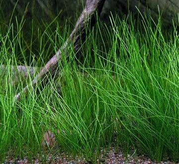 Nadelsimse / Eleocharis Acicularis Im Topf 3 Nadelsimse / Eleocharis Acicularis Im Topf