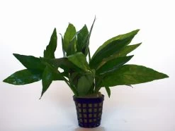 Grünes Cichlidenkraut / Justicia Sp. Gendarossa - Gendarussa