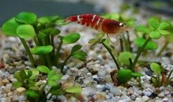 Zwergkleeblatt / Marsilea Hirsuta