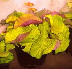 Kleinblättrige Zwerg-Seerose / Nymphaea Minuta Eine RARITÄT!