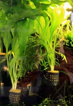 Ottelia Ulvifolia - Gefleckte-gedrehte Ottelie *** Top-Rarität ***