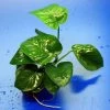 Breitblättriges Speerblatt / Anubias Barteri Var. Barteri -Garten & Außenbereich TA02PP 1 1