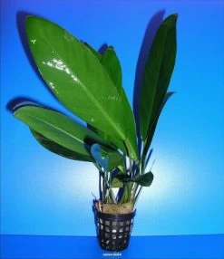 Kongo-Speerblatt / Anubias Congensis