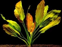 Rötliche Amazonas-Schwertpflanze / Echinodorus Osiris Rubra