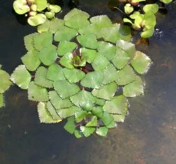 3er Set Schwimmpflanzen Je 1x Muschelblume, Froschbiss, Wassernuss -Garten & Außenbereich TEICH103 1 6