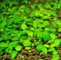 Australisches Zungenblatt / Glossostigma Elatinoides