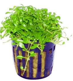 Australisches Zungenblatt / Glossostigma Elatinoides 7 Australisches Zungenblatt / Glossostigma Elatinoides -Garten & Außenbereich TG17PP 1 3