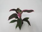 Keulenlilie "red Edge" / Cordyline Red Edge Im Topf