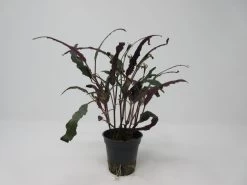 Gefiedertes Schmuckblatt / Hemigraphis Exotica Im Topf