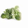 Weißbunte Mosaikpflanze / Fittonia Argyroneura (Fittonia Argyronauta Mini)