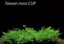 XL In-Vitro Taiwan-Moos / Taxiphyllum Spec. 'Taiwan Moss', Moos