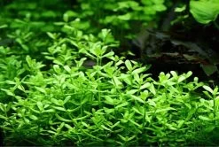 XL In-Vitro Kleines Fettblatt - Brahmi / Bacopa Monnieri