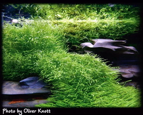 XL In-Vitro Kleiner Fleischfressender Wasserschlauch / Utricularia Graminifolia Im XL-Cup 3 XL In-Vitro Kleiner Fleischfressender Wasserschlauch / Utricularia Graminifolia Im XL-Cup