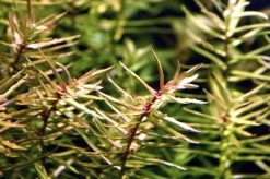 XL In-Vitro Amerikanische Wasserhecke / Didiplis Diandra