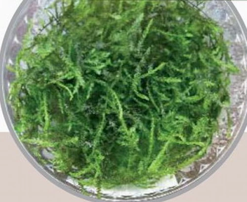 In-Vitro Pfauenmoos / Taxiphyllum Sp. 'Peacock' 3 In-Vitro Pfauenmoos / Taxiphyllum Sp. 'Peacock'