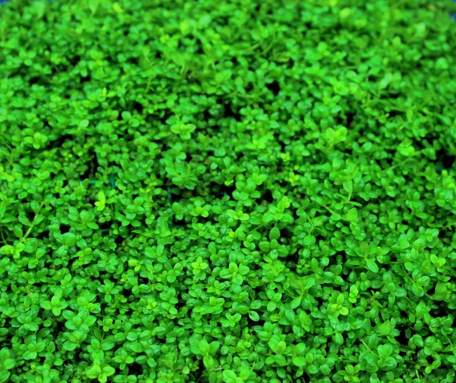 XL In-Vitro Kuba Zwerg-Perlenkraut / Hemianthus Callitrichoides CUBA, Kurz Hcc 3 XL In-Vitro Kuba Zwerg-Perlenkraut / Hemianthus Callitrichoides CUBA, Kurz Hcc