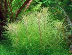 XL In-Vitro Indische Sternpflanze / Pogostemon Erectus