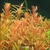 XL In-Vitro Kleine Rotala / Rotala Rotundifolia - Indica -Garten & Außenbereich V392DZ 1 1