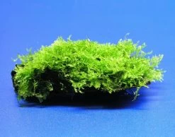 Wurzel Mit Christmas-Moos / Vesicularia Montagnei, Moos -Garten & Außenbereich W003T 1 3