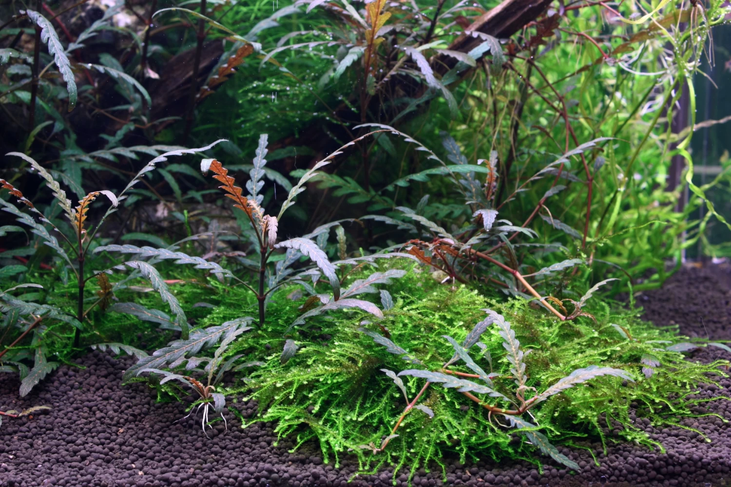 Wurzel Mit Fiederspaltiger Wasserfreund Und Moos / Hygrophila Pinnatifida Und Moos 4 Wurzel Mit Fiederspaltiger Wasserfreund Und Moos / Hygrophila Pinnatifida Und Moos – Bild 2