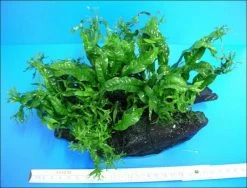 Javafarn Windelov /Microsorum Pteropus Auf Wurzel