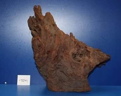 XL Mangroven-Wurzel 36x36x23 Unikat - Traumwurzel #1541