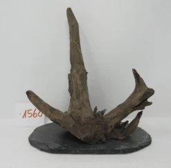 XL Scaper Wurzel 19x21x14 Traumwurzel #1560 Auf Schiefer