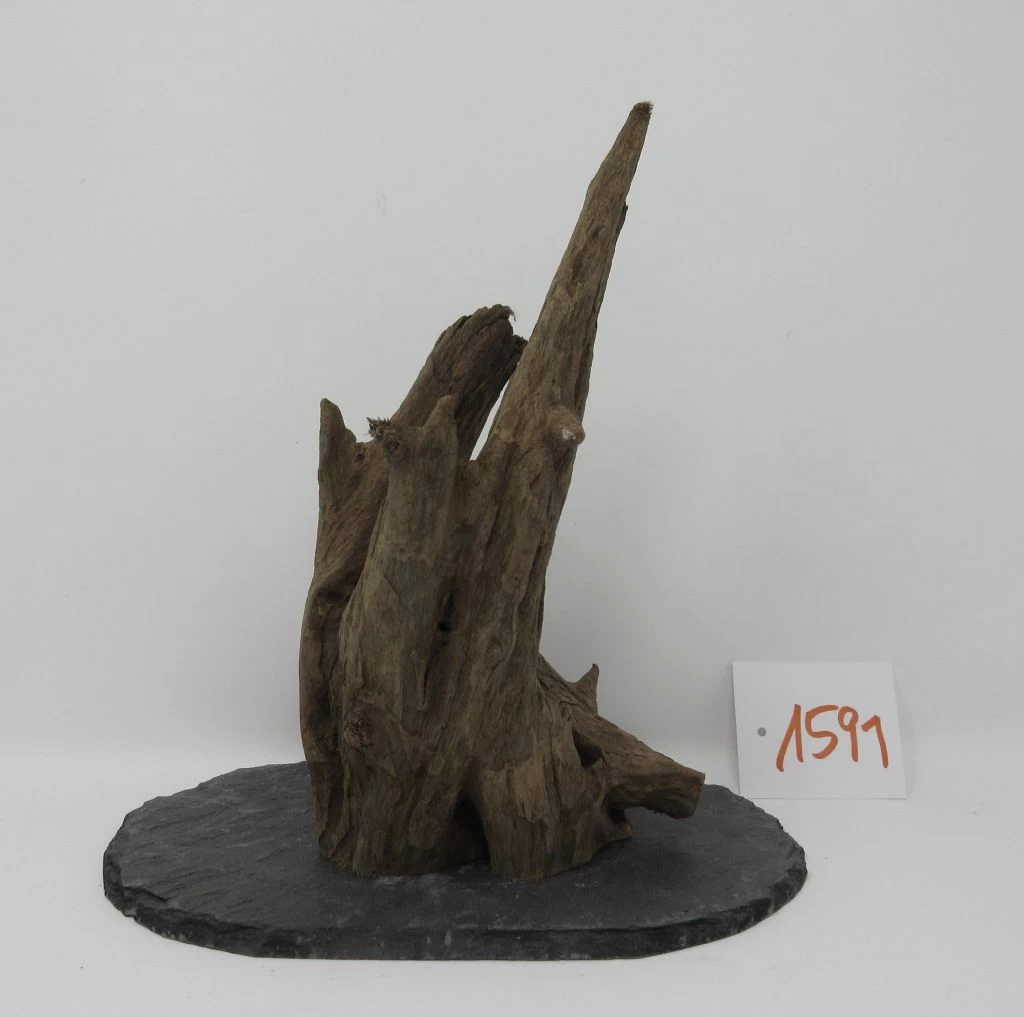 XL Scaper Wurzel 20x21x13 Traumwurzel #1591 Auf Schiefer 3 XL Scaper Wurzel 20x21x13 Traumwurzel #1591 Auf Schiefer