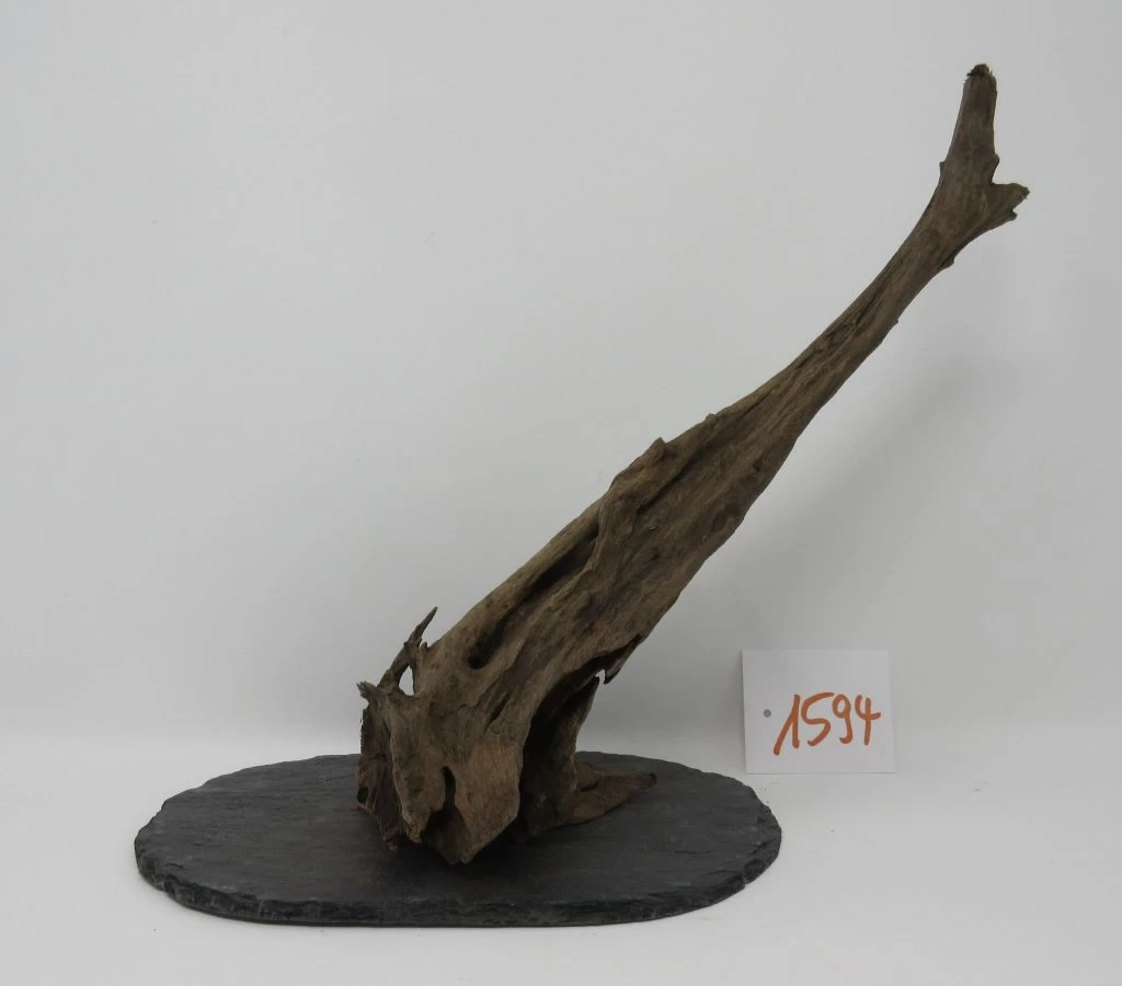 XL Scaper Wurzel 26x24x13 Traumwurzel #1594 Auf Schiefer 3 XL Scaper Wurzel 26x24x13 Traumwurzel #1594 Auf Schiefer