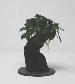 Urwaldbaum KLEIN Mbuna Mit Anubia Nana/Zwergspeerblatt Ca. 20-25 Cm