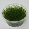 XL In-Vitro Krabi Moss / Vesicularia Montagnei 'Krabi', Moos -Garten & Außenbereich XK DZ 1 1