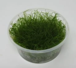 XL In-Vitro Krabi Moss / Vesicularia Montagnei 'Krabi', Moos